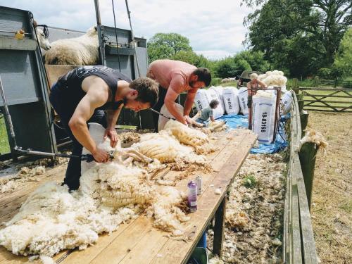 a group of men sheering sheep on a trailer at Bastle Retreats Farm Cottage in Duns