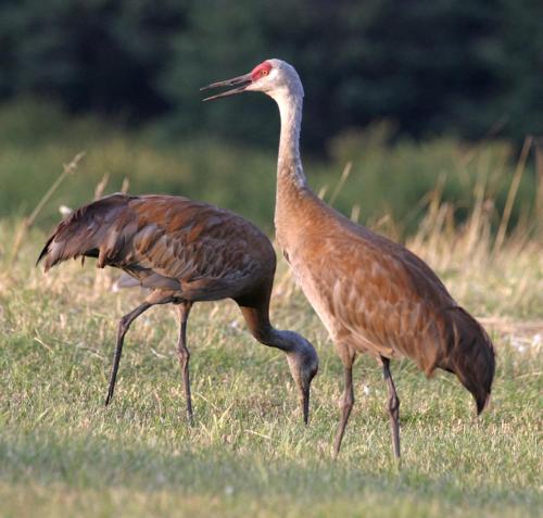 two birds walking in the grass in a field at Halcyon Heights B&B/Inn in Homer