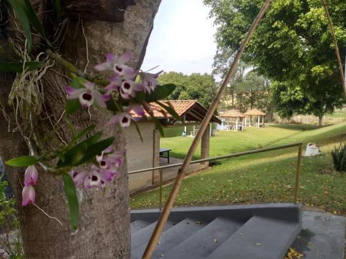 a tree with pink flowers on the side of it at Pousada & Pesca Esportiva Fazolin in Socorro