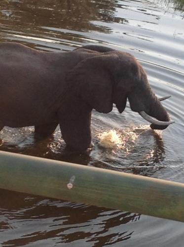 an elephant standing in the water with its trunk at Ecolux Boutique Hotel in Komatipoort