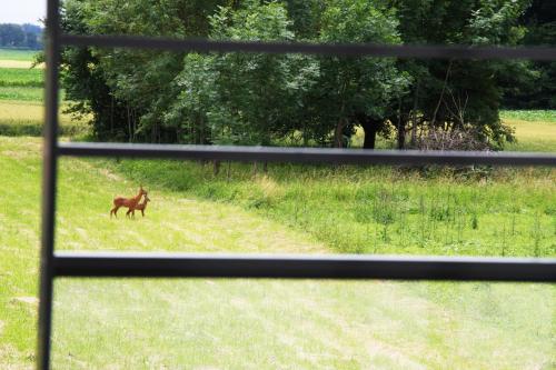 a brown horse running in a field of grass at Hôtel Restaurant Les Alizés in Lipsheim