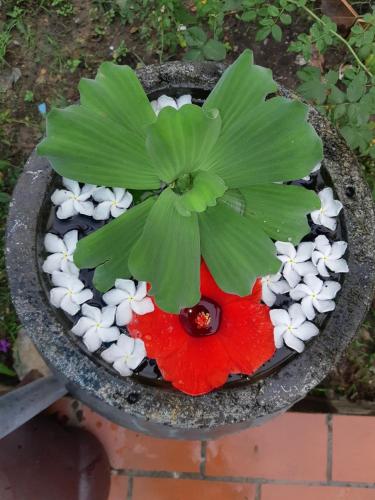 a flower pot with a plant on top of it at Hotel Thien Duong Xanh in Bình Chuẩn