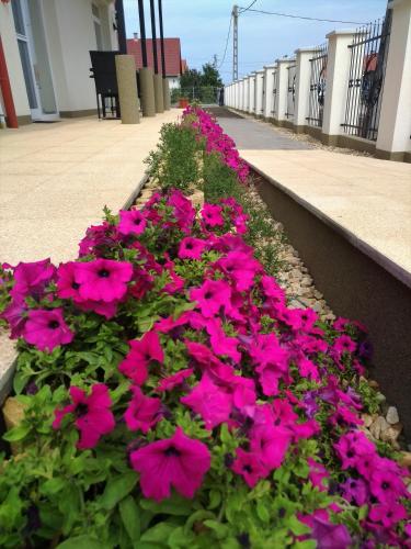 a bunch of pink flowers in a flower bed at St. Hubert Vendégház in Hortobágy