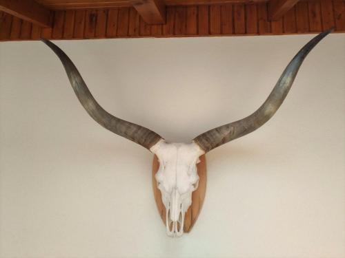 a bull skull with horns hanging on a wall at St. Hubert Vendégház in Hortobágy