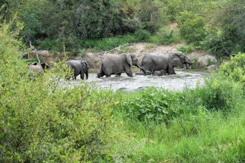 a herd of elephants walking across a river at Simbavati River Lodge in Timbavati Game Reserve