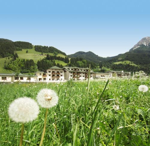 a field of dandelions in a grassy field with buildings at ROBINSON AMADÉ in Kleinarl