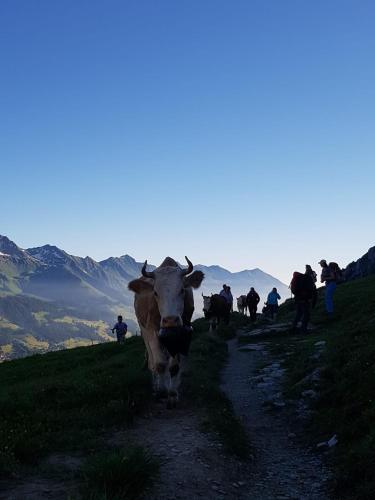 a herd of cows walking down a mountain trail at Chalet Aloa in Adelboden