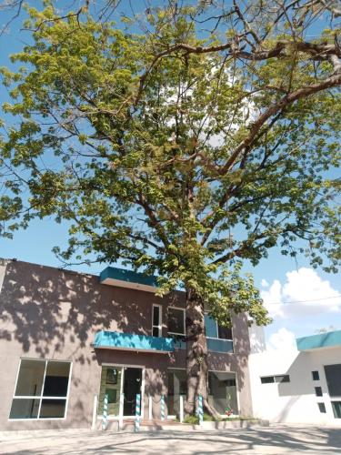 a large tree in front of a building at Hotel Popeye in Ciudad Valles