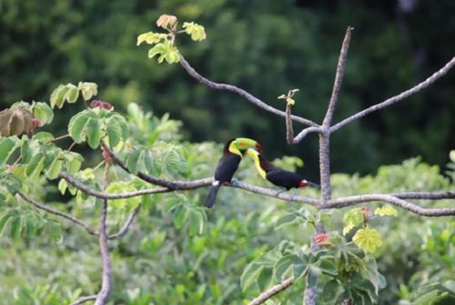 a bird perched on a tree branch at Hostal Alto de la Montaña in Minca