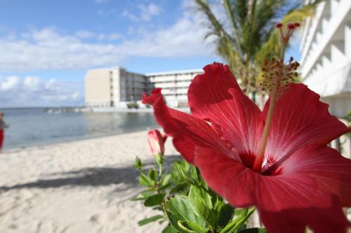 a red flower in front of the beach at Princess Bayside Beach Hotel in Ocean City