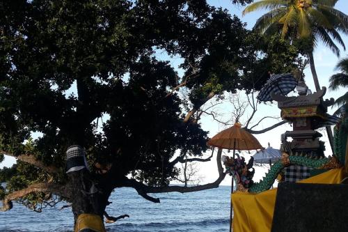 a tree on the beach with a building and the ocean at Bahari Villa Tejakula in Tejakula
