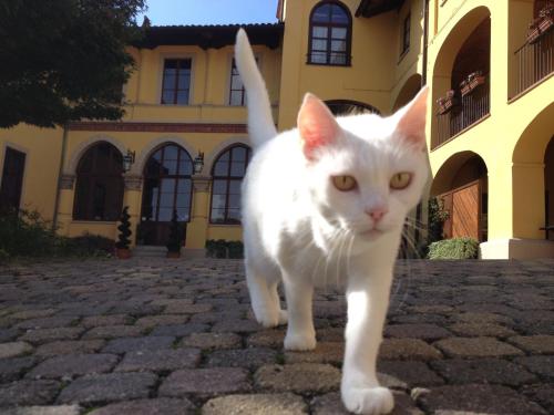 a white cat standing in front of a building at Villa Soleil in Colleretto Giacosa