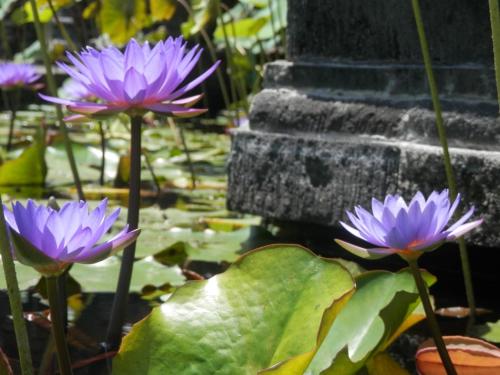 a group of purple flowers in a pond at Villa Cantik in Lovina