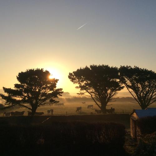 a group of trees in a field at sunset at Rosecott in St Ives