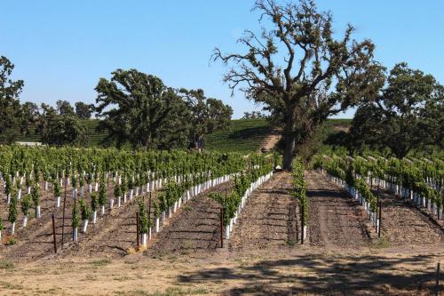 a field of vines with a tree in the middle at Blue Door Retreat in Cayucos