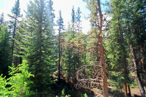 a forest filled with tall green trees andrees at Trappers Crossing 8763 in Keystone