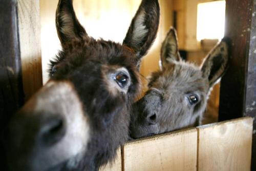 two donkeys looking at the camera while looking over a fence at Eko selo Kostunici in Koštunići