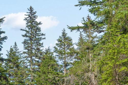 a group of tall pine trees against a blue sky at Alyeska North #400 in Girdwood