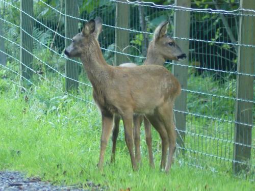 two baby deer standing next to a fence at Kilmeny in Ballygrant