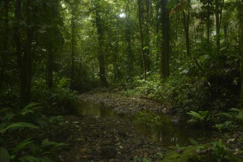 a stream in the middle of a lush green forest at Punta Brava in Nuquí
