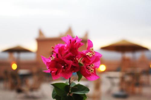 uma flor rosa num vaso sobre uma mesa em Kasbah Ennakb em Nkob