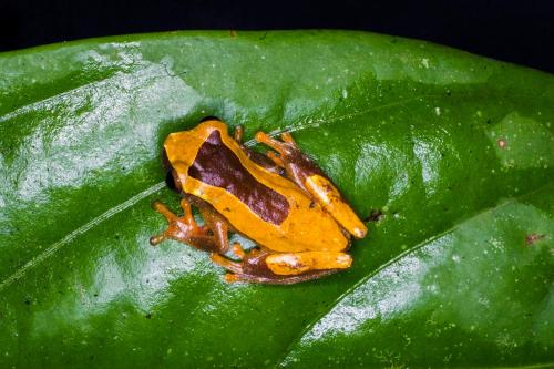 a yellow frog sitting on a green leaf at Amazon Muyuna Lodge - All Inclusive in Paraíso