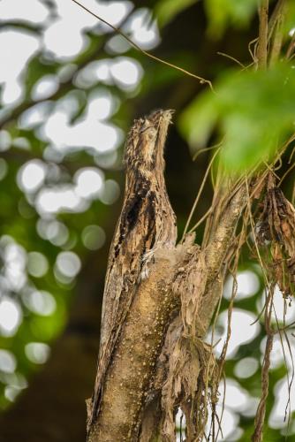 a close up of a tree branch at Amazon Muyuna Lodge - All Inclusive in Paraíso