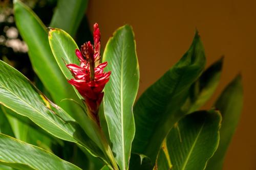 Taman di luar Casa Biulú