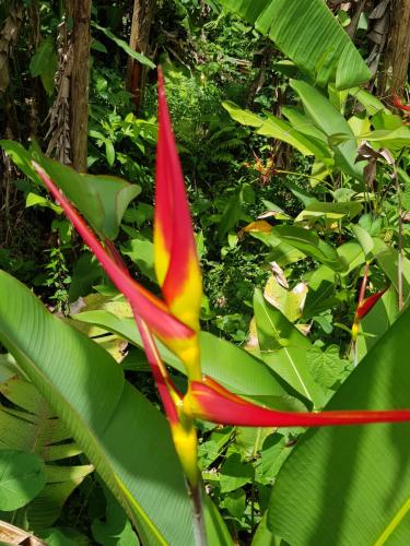 a red and yellow flower with green leaves at DOMAINE de VALCINE 3 gites parc et piscine à 4 mn de la distillerie DBM, des 1er commerces et de la cascade de BIS in Sainte-Rose