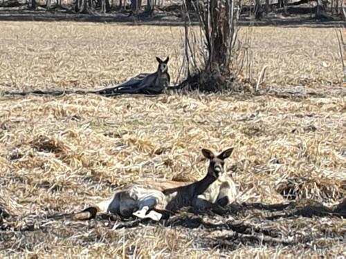 two lambs laying on the grass in a field at Clansman Motel in Glen Innes