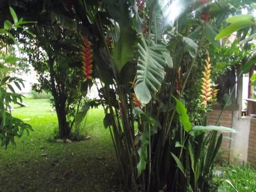 a banana tree with a bunch of bananas on it at Pousada Nasa in São Bento do Sapucaí