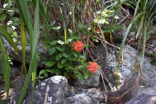 a plant with red flowers sitting on some rocks at Cham Island Smiles Homestay in Tân Hiệp