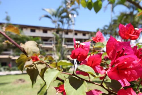 a bush of red flowers with a building in the background at Leviv Praia Hotel in Caraguatatuba