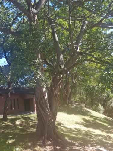 Kwekwe的住宿－Nyangombe Backpackers，房子前面的一棵大树