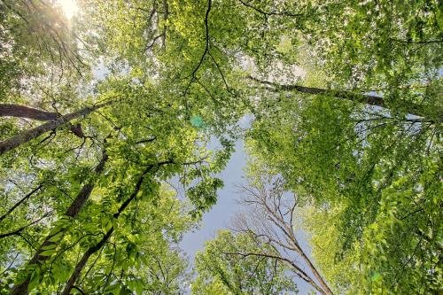 a view of the sky through the trees at Tree Song Mountain Creek Cabin in Ellijay