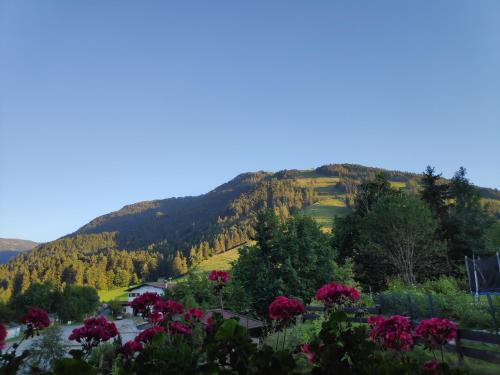 a view of a mountain with flowers in the foreground at Appartement Unterbergblick in Kössen