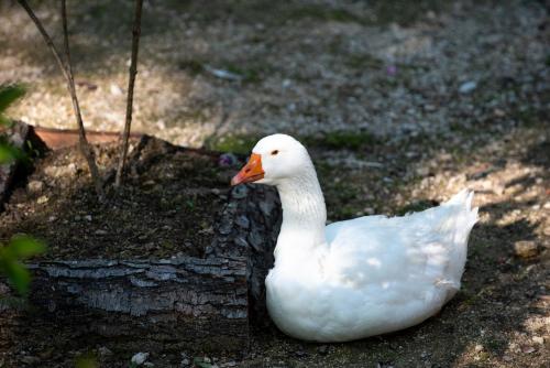 a white duck is sitting on the ground at Hotel Kostelski Buk in Bihać