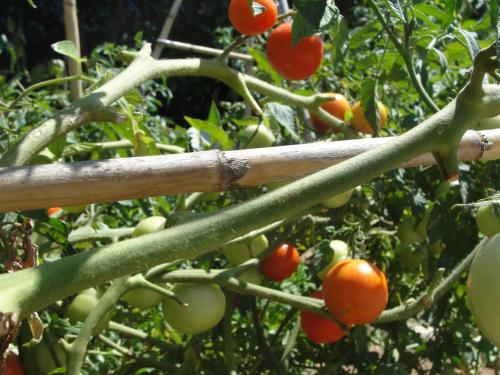 a bunch of tomatoes growing on a plant at Villa Primaluce in Pizzo