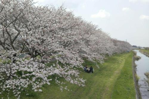two people sitting under a row of trees with white flowers at Ukiha Kojio no Akari in Ukiha
