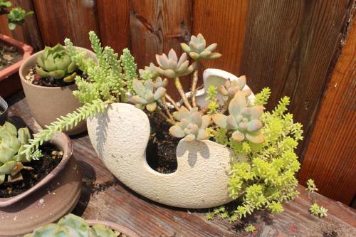 three white vases filled with plants on a wooden table at Chaozhou Hello Inn in Chaozhou