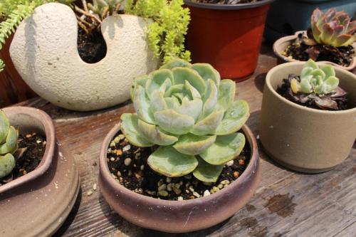 a group of potted plants sitting on a wooden table at Chaozhou Hello Inn in Chaozhou