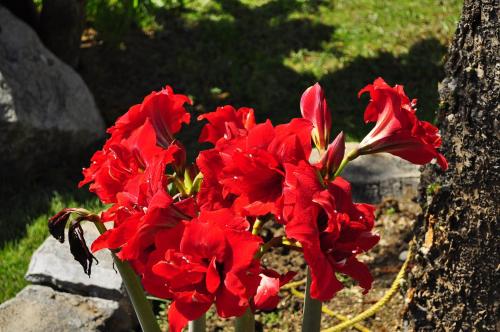 a bunch of red flowers sitting next to a tree at Ampavris Family Apartments in Kos Town