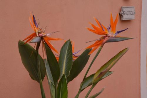 three flowers in a vase next to a wall at Casa Re - B&B e Vino a Montabone in Montabone