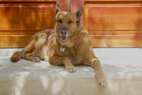 a brown dog laying on the floor with its mouth open at Casa Iguana Holbox - Beachfront Hotel in Holbox Island