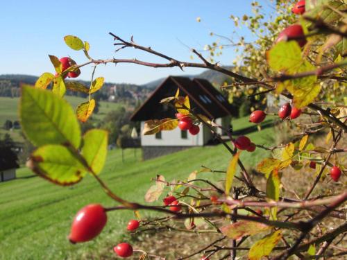 a tree with red berries in front of a house at Green Valley Park in Stárkov
