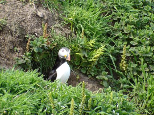 Animals at the hotel or nearby 