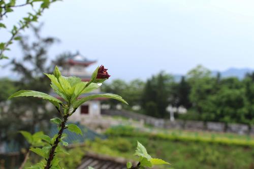 a flower on the top of a plant at Mumian inn in Chaozhou