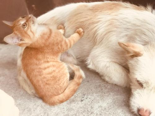 a cat playing with a cat laying on the floor at Tongfu Inn(In the National Park) in Zhangjiajie