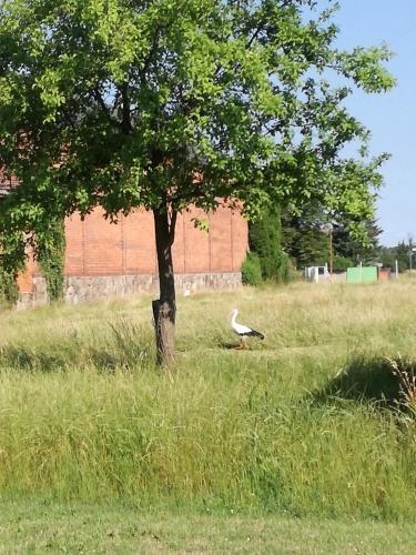 a bird standing under a tree in a field at besinndich in Nebelin