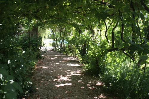 a path through a forest with trees and plants at Casa De Carcavelos in Cabeceiras de Basto
